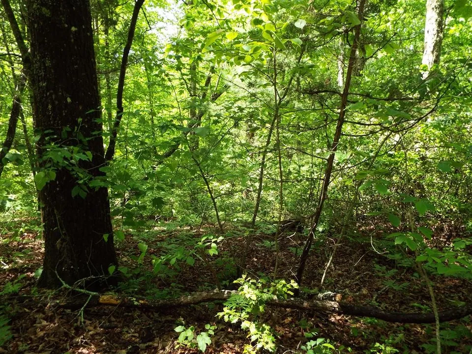 Property in Jackson